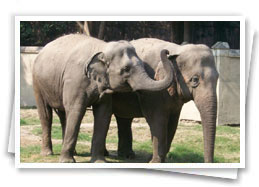 Special and Integrated Educational Systems for the Multiple Disability Children in India, West Bengal, Kolkata, Minds and Souls 