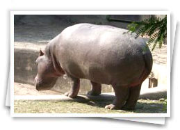 Special and Integrated Educational Systems for the Multiple Disability Children in India, West Bengal, Kolkata, Minds and Souls 